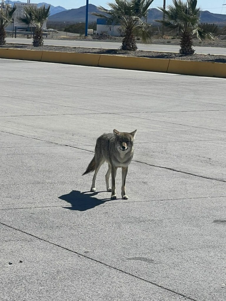 Ciudadanos alertan por coyotes merodeando en zonas urbanas de&nbsp;Chihuahua